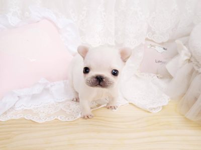 Lillian White Teacup Frenchie