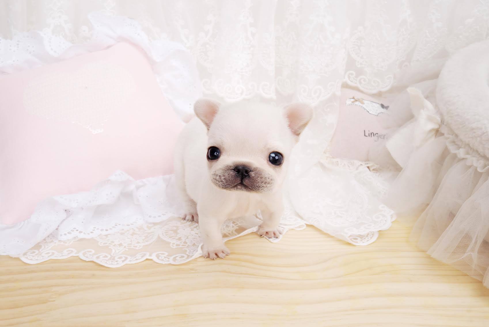 Main Image of Lillian White Teacup Frenchie