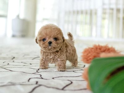 Cake Blonde Cream Micro Poodle