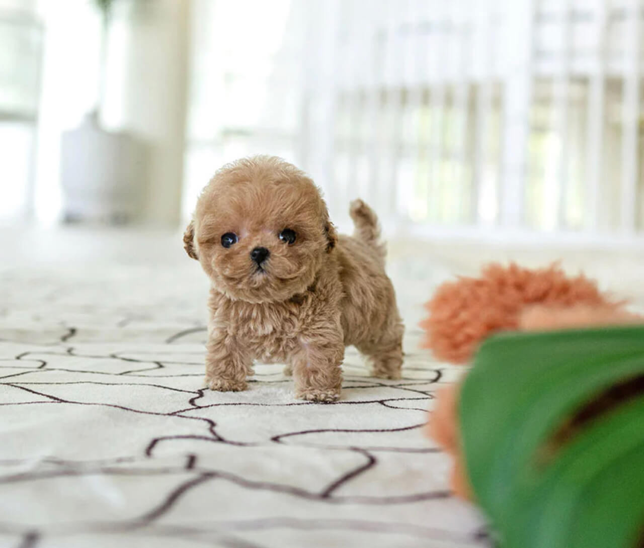 Cake Micro Poodle for Sale