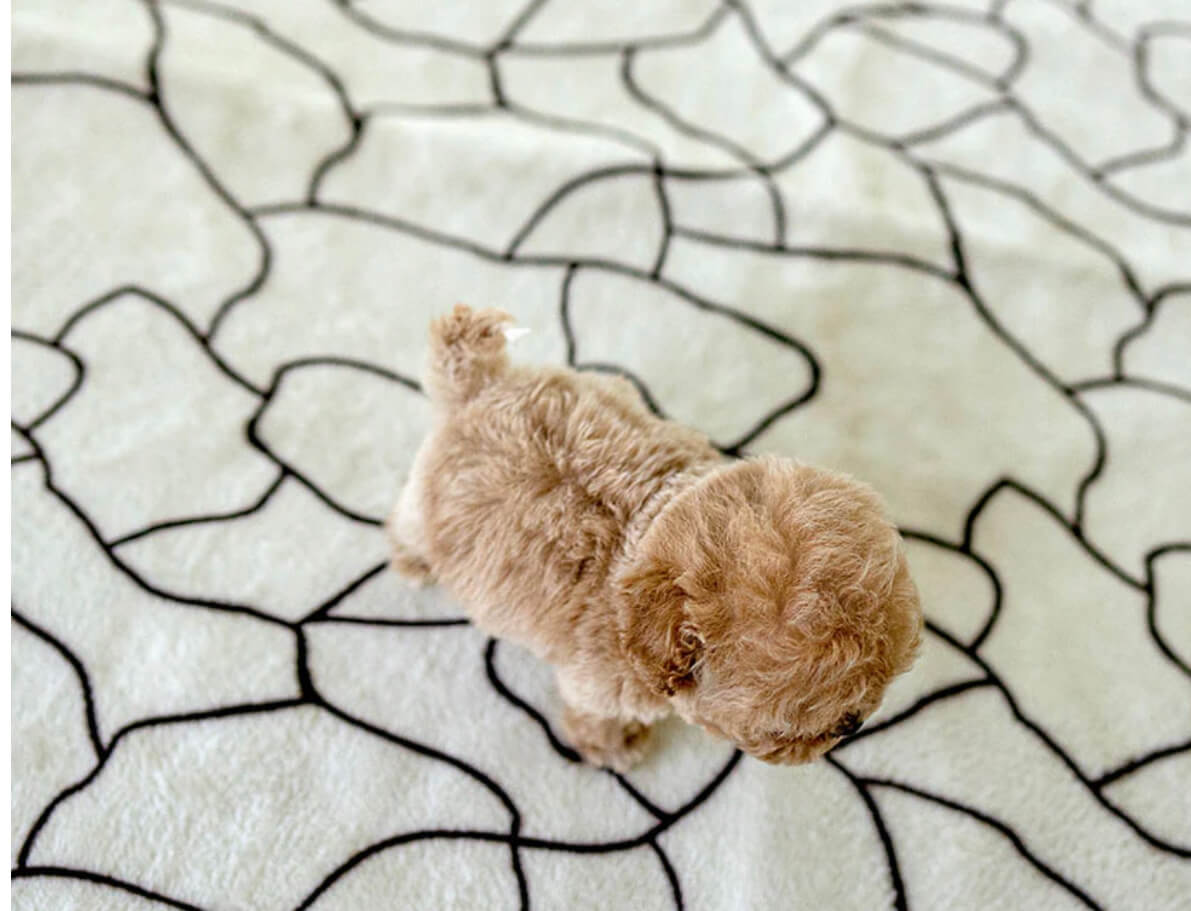 Cake Micro Poodle for Sale