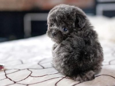 Solana Blue Micro Poodle