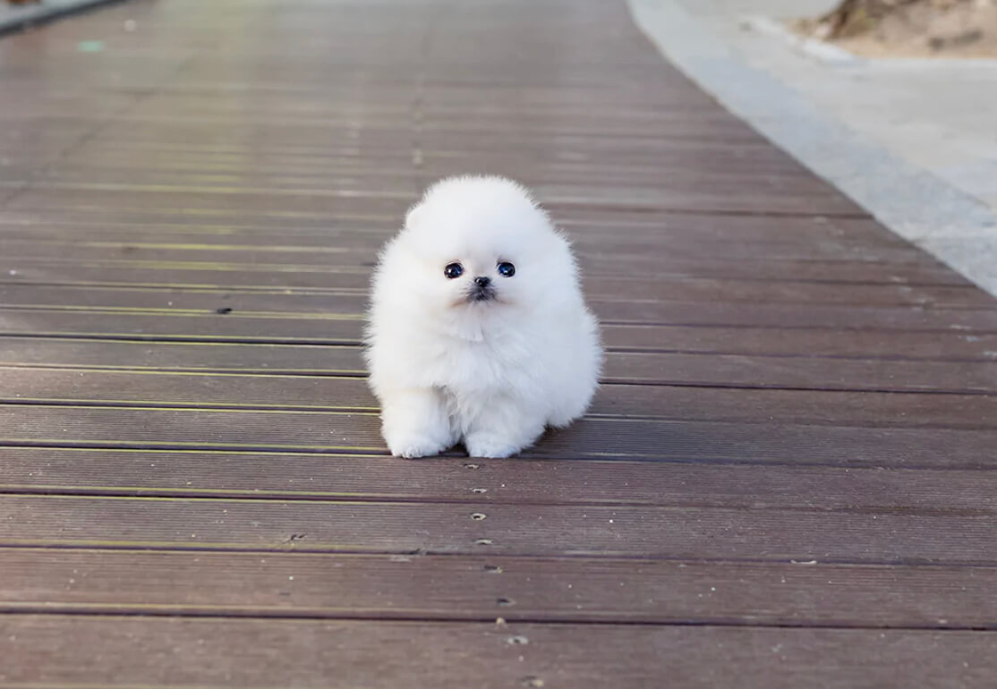 Thumbnail: Hudson White Micro Teacup Pomeranian