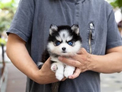 Bugatti Teacup Pomsky