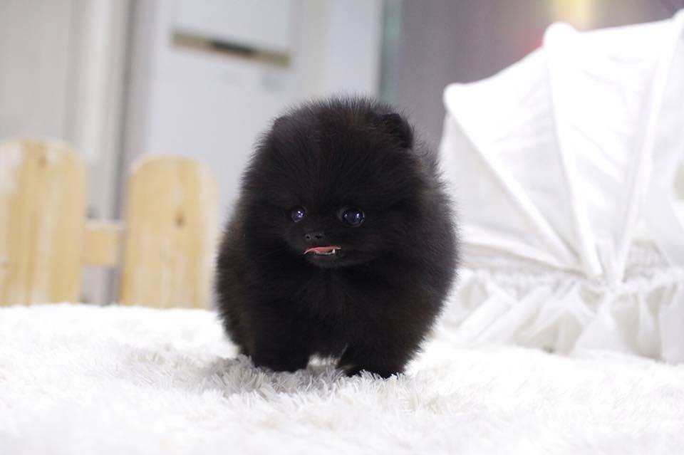 Thumbnail: Prada Black Micro Pomeranian