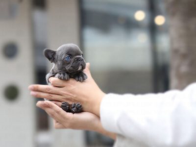 Itsy BlueTeacup French Bulldog