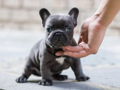 Carter Blue Micro Teacup Frenchie