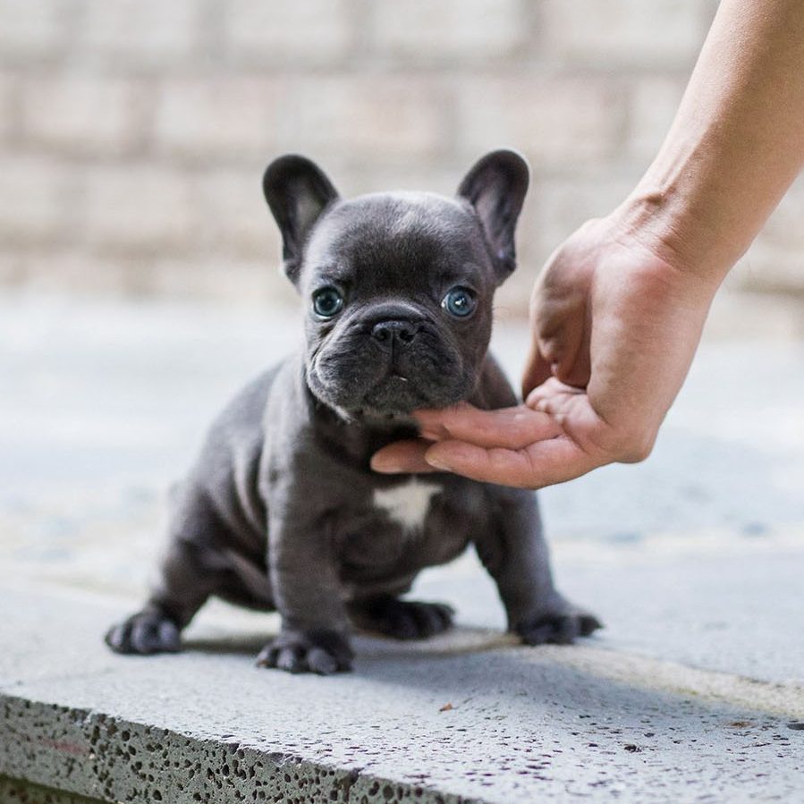 Main Image of Carter Blue Micro Teacup Frenchie