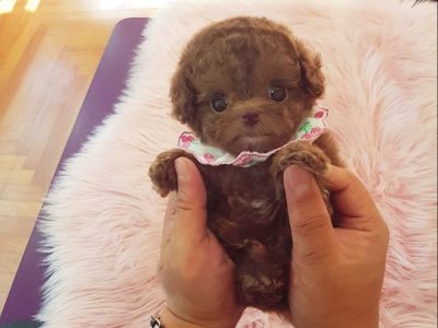 Dash Red Teacup Poodle