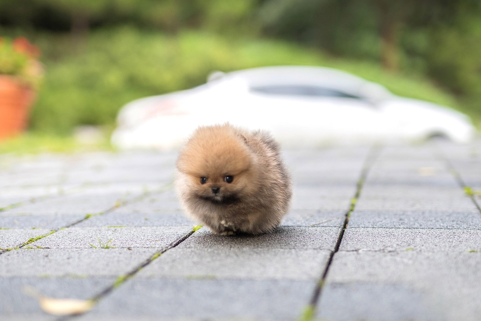 Thumbnail: Benji Teacup Pomeranian