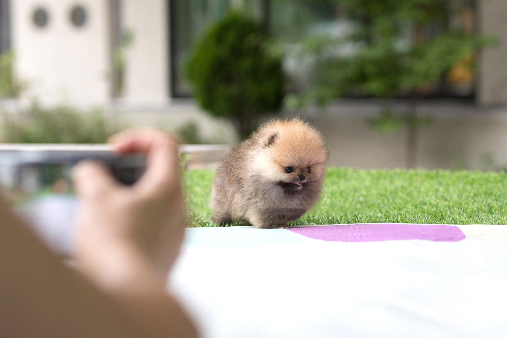 Thumbnail: Benji Teacup Pomeranian