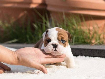 Ella Teacup English Bulldog