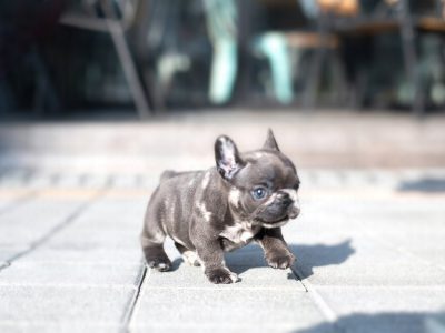 Bumble Teacup French Bulldog