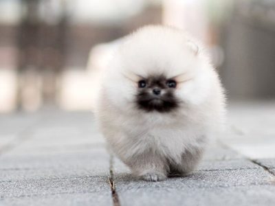 Benjamin Smokey Micro Pomeranian