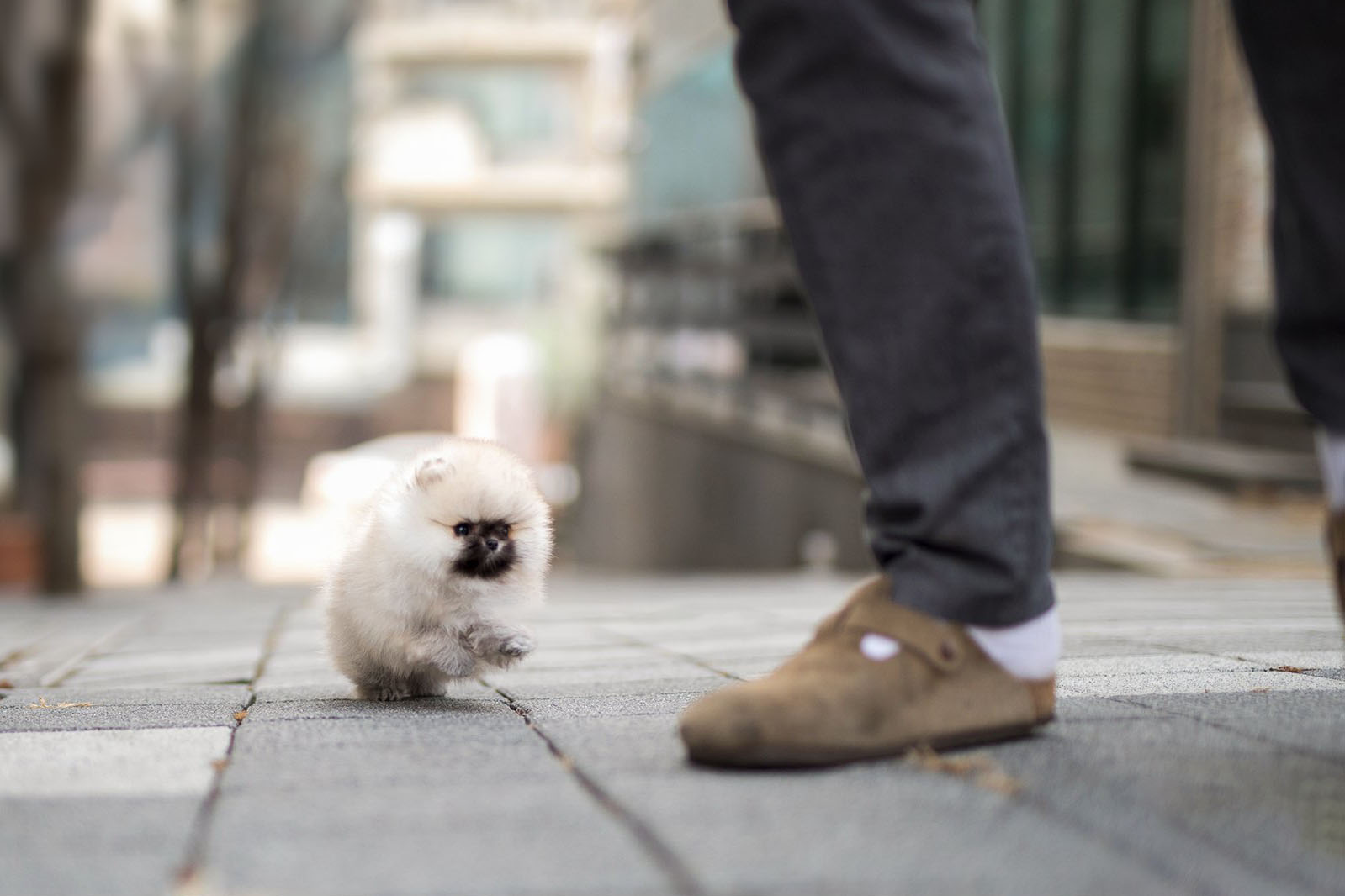 Thumbnail: Benjamin Smokey Micro Pomeranian