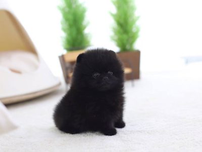 Parker BlackMicro Pomeranian