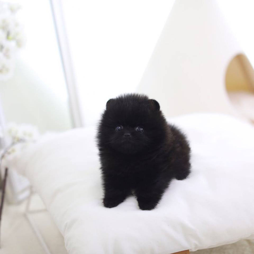 Thumbnail: Parker Black Micro Pomeranian