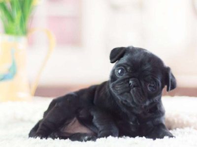 Karl Black Teacup Pug