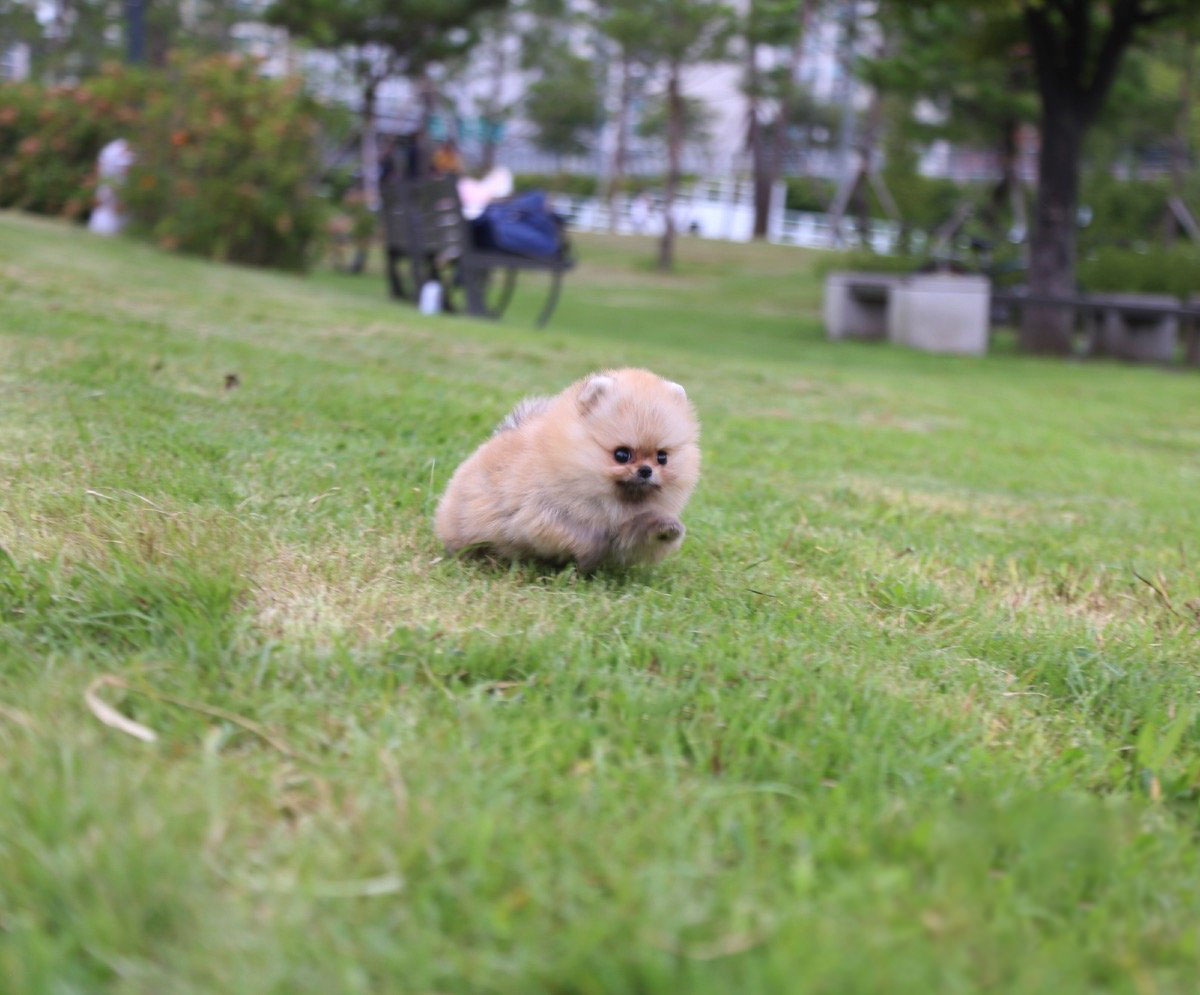 Thumbnail: Avery Micro Teacup Pomeranian