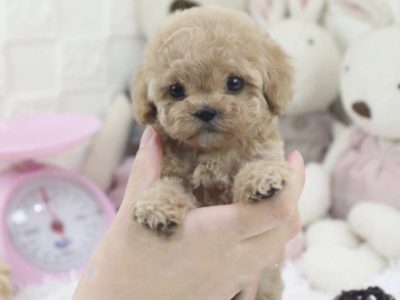 Peanut Cream Micro Teacup Poodle