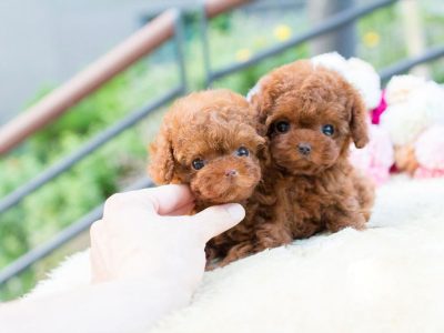 Biggie and Smalls Red Teacup Poodle