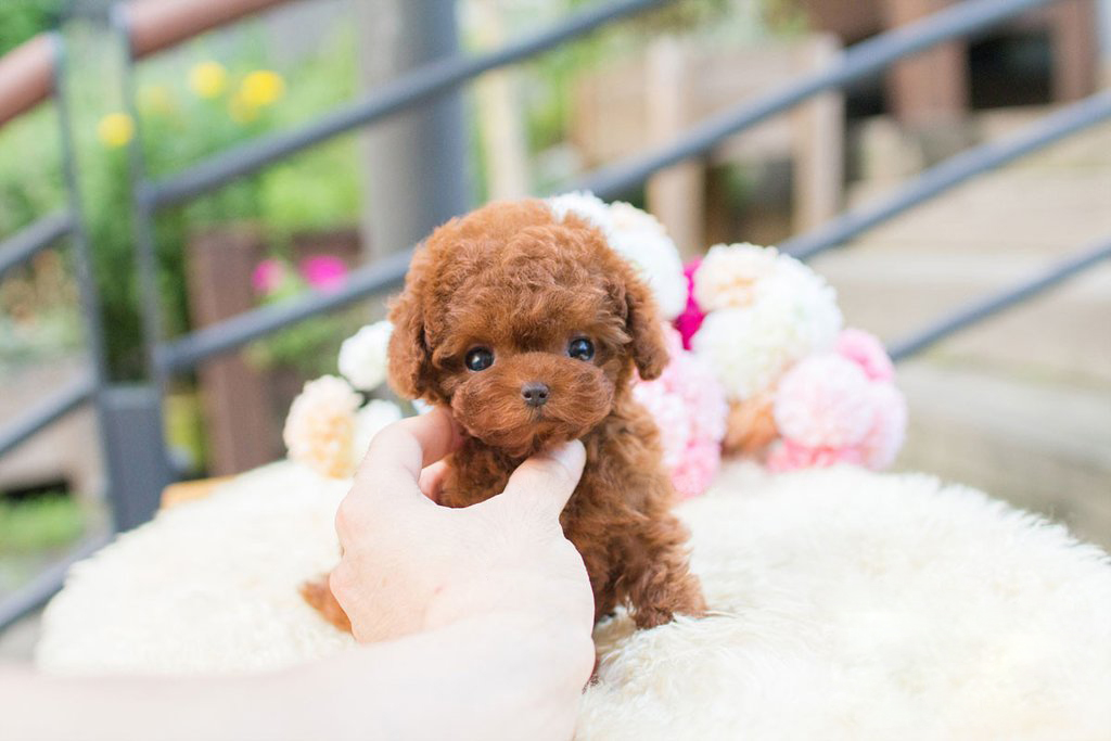 Thumbnail: Biggie and Smalls Red Teacup Poodle