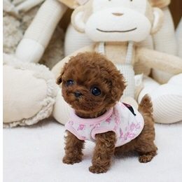 Main Image of Piper Red Micro Poodle