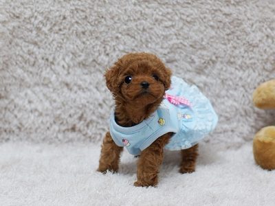 Scarlett Red Teacup Poodle