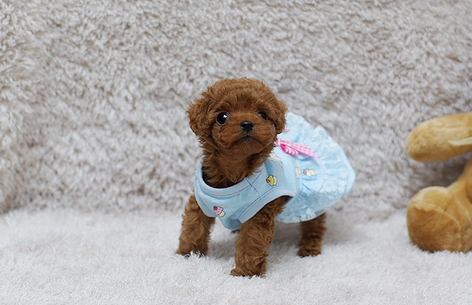 Main Image of Scarlett Red Teacup Poodle