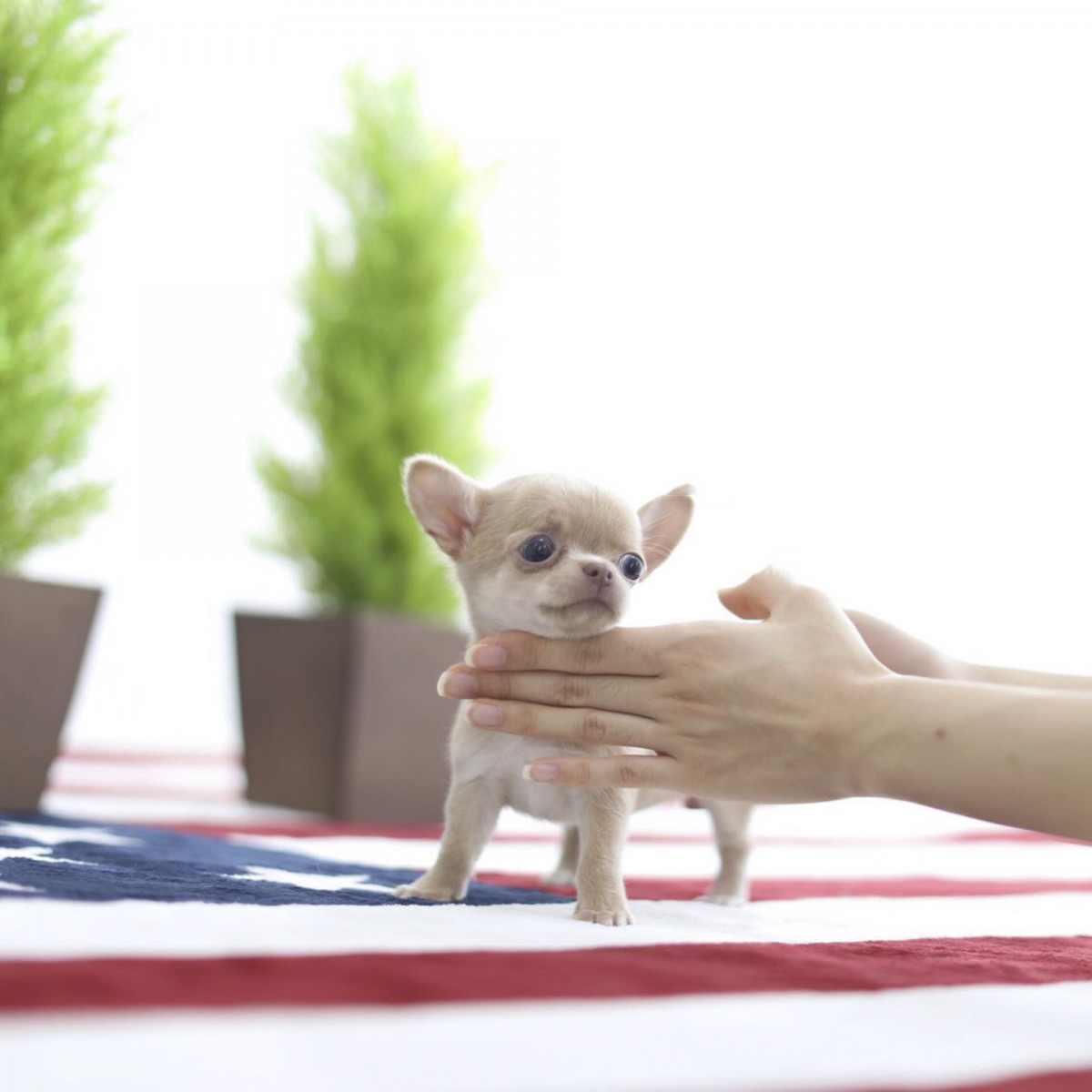 Thumbnail: Cassie Micro Chihuahua