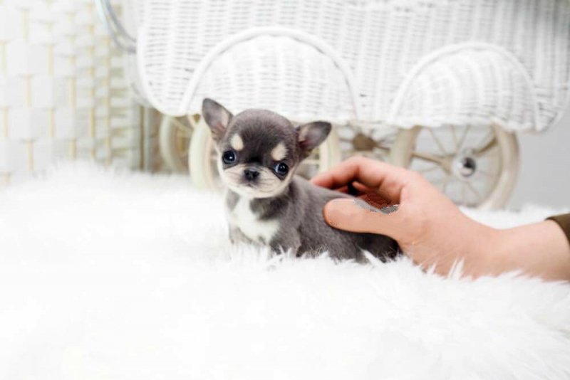 Thumbnail: Cheeta Blue Micro Chihuahua