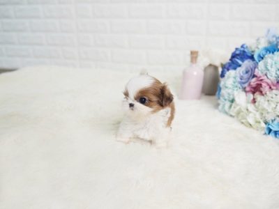 Scooter Teacup Shih Tzu