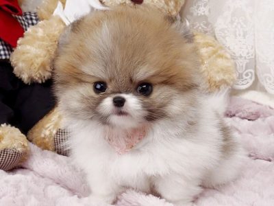 Nigel Teacup Pomeranian