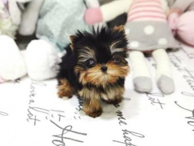 Yolanda Tiny Toy Yorkie