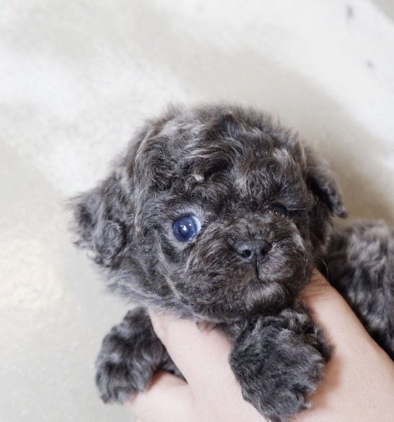 Thumbnail: Preston Blue Teacup Poodle