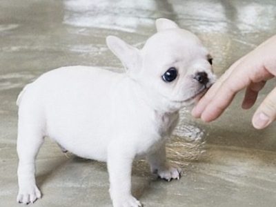 Finnigan Teacup Frenchie