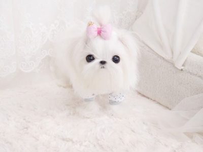 Aaron Micro Teacup Maltese