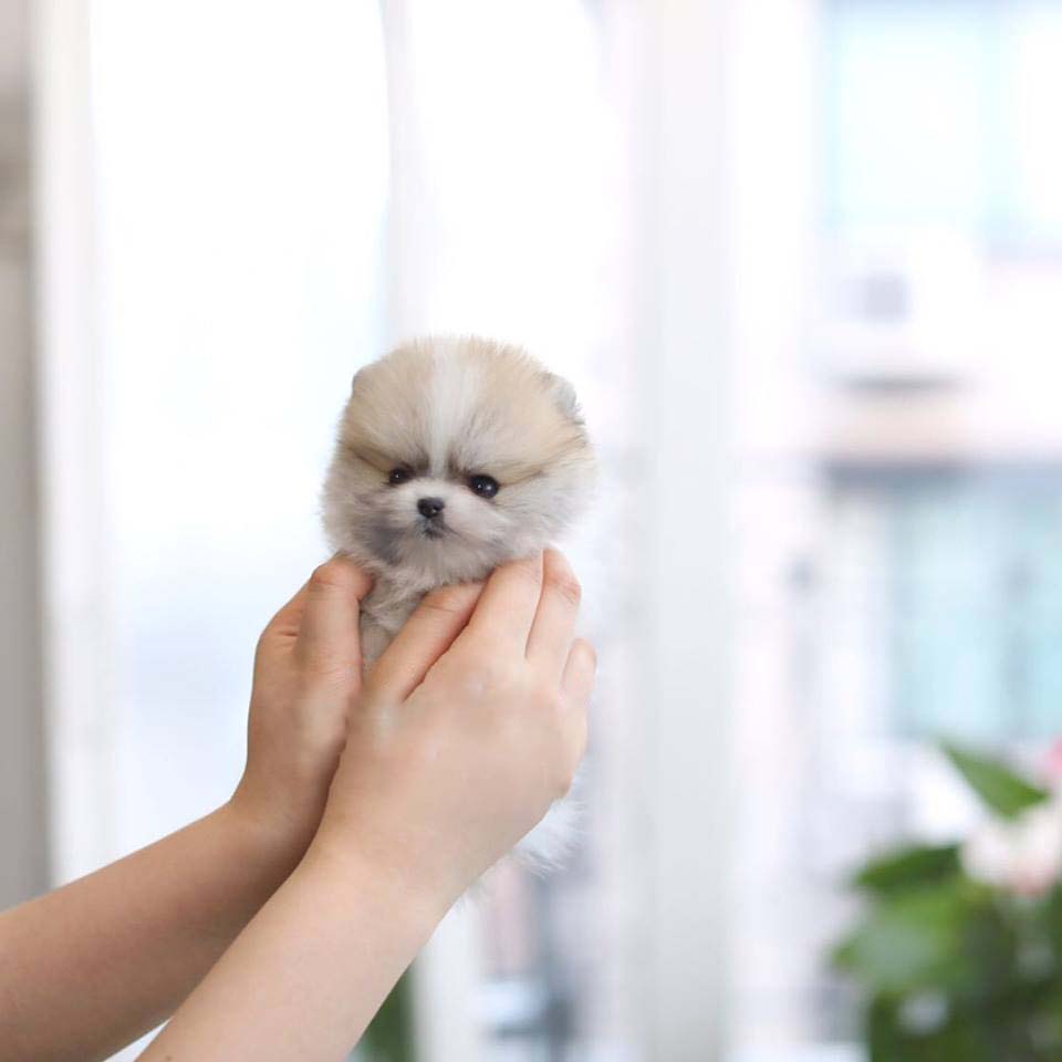 Nugget Micro Pomeranian for Sale
